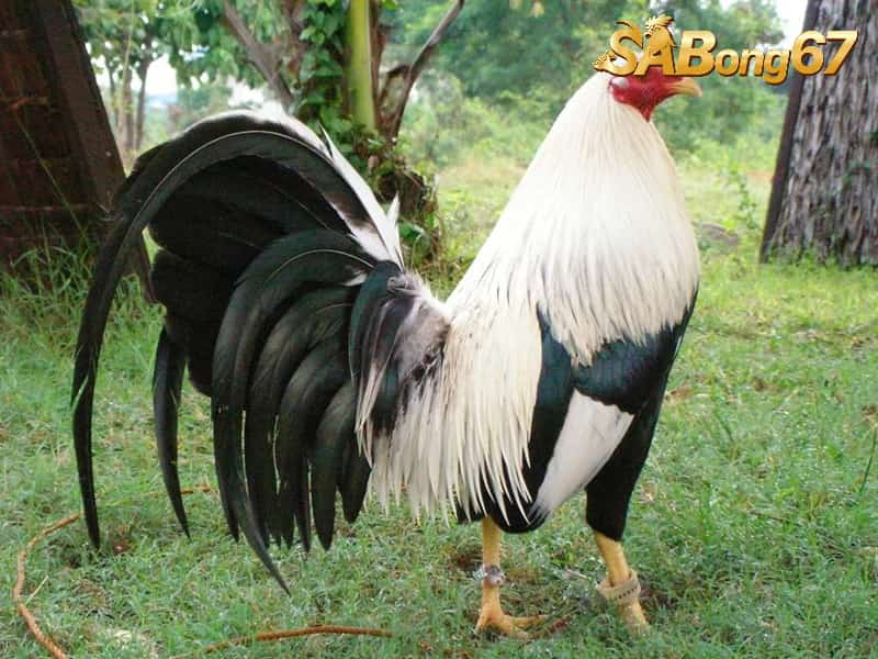 Gà tre Cuban 