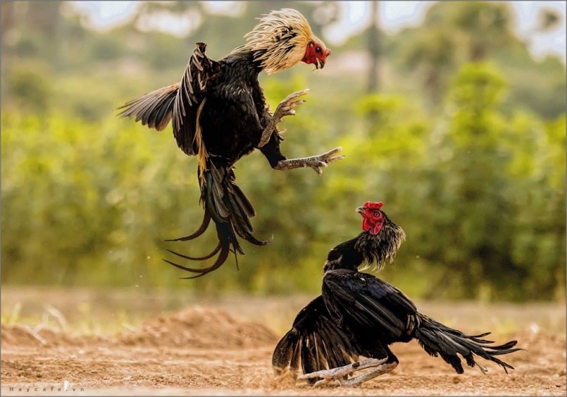 Nên cho gà xổ để kiểm tra kỹ năng Nên cho gà xổ để kiểm tra kỹ năng