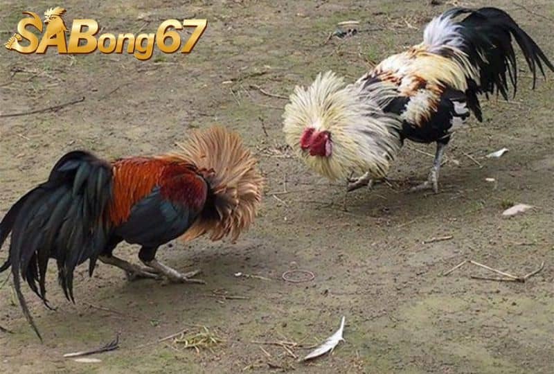 Giai đoạn ăn uống mang tính quyết định trước khi ra trận Giai đoạn ăn uống mang tính quyết định trước khi ra trận