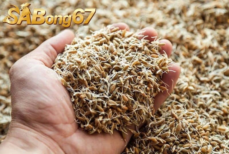 Lúa mầm chứa nhiều dưỡng chất Lúa mầm chứa nhiều dưỡng chất